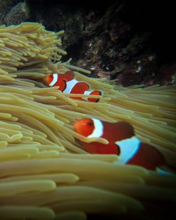 Labuhan Amuk Snorkeling